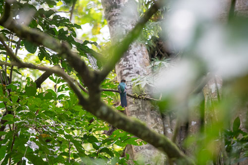 Bar-tailed trogon (?) _HMR5380_ExtApp_1822.jpg