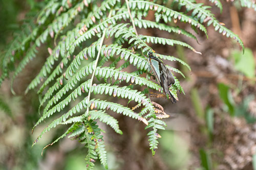 _HMR5388-180801-2411.jpg _HMR5388-180801-2411.jpg