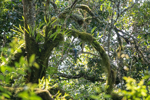 Bar-tailed trogon (?) _HMR5398.jpg