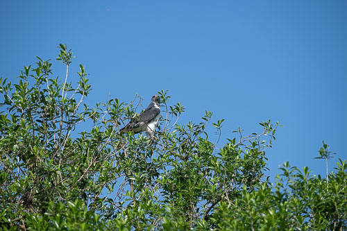 Augur buzzard (?) _HMR5409.jpg