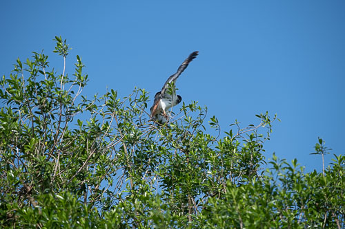 _HMR5416.jpg _HMR5416.jpg