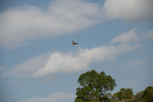 Augur buzzard (?) _HMR5428.jpg