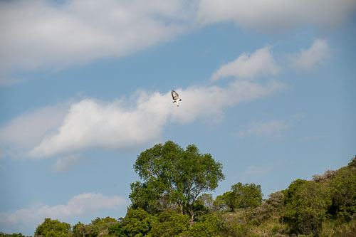 Augur buzzard (?) _HMR5430.jpg