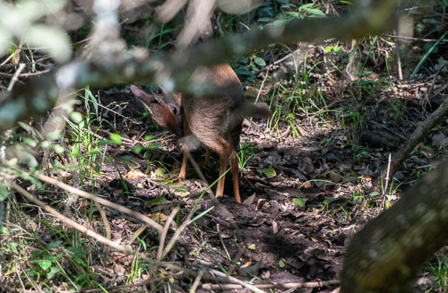 Common Duiker ( Kronenducker) _HMR5434.jpg