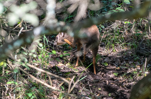 Common Duiker ( Kronenducker) _HMR5435.jpg