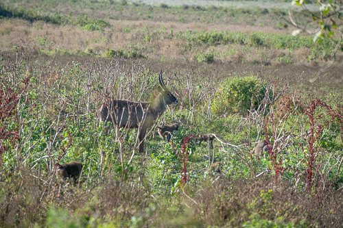 Waterbuck (Defassa Wasserbock) _HMR5455.jpg