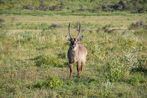 Waterbuck (Defassa Wasserbock) _HMR5485.jpg