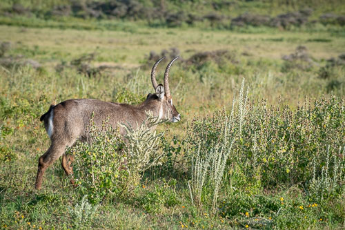 Waterbuck (Defassa Wasserbock) _HMR5488.jpg