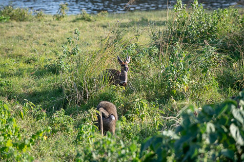 Buschbuck (?) (Buschbock) _HMR5494.jpg