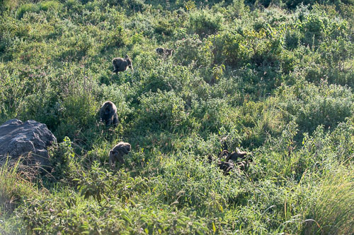 Baboon (Steppenpavian) _HMR5495.jpg