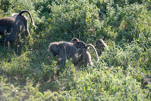 Baboon (Steppenpavian) _HMR5501.jpg