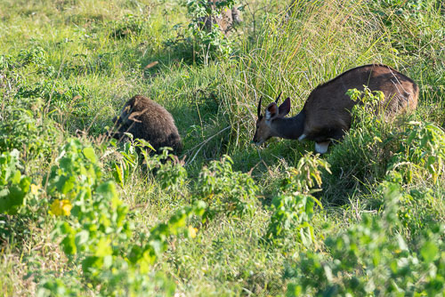 Buschbuck (?) (Buschbock) _HMR5504_ExtApp_1827.jpg