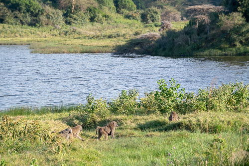 Baboon (Steppenpavian) _HMR5514.jpg