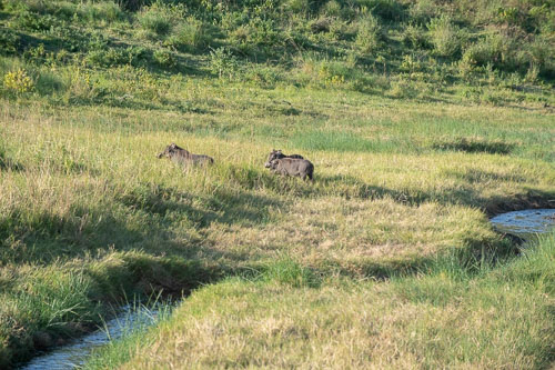 Common Warthog (Warzenschwein) _HMR5522.jpg