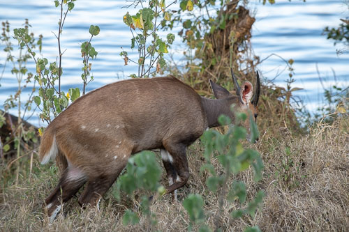 Buschbuck (?) (Buschbock) _HMR5538.jpg