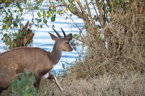 Buschbuck (?) (Buschbock) _HMR5539_ExtApp_1829.jpg