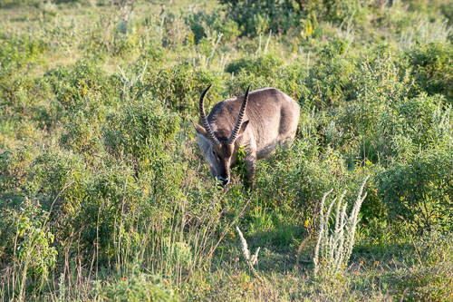 Waterbuck (Defassa Wasserbock) _HMR5547.jpg