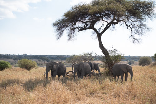 Elefant _HMR5570.jpg