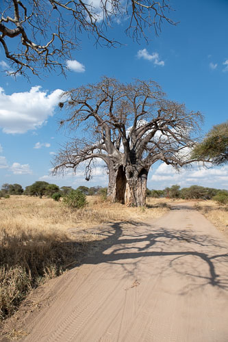 Baobab (afrikanischer Affenbrotbaum) _HMR5574.jpg