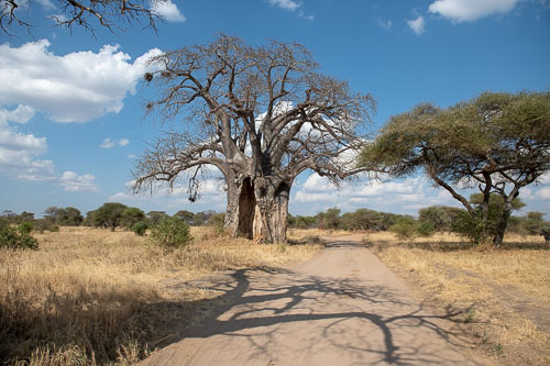 Baobab (afrikanischer Affenbrotbaum) _HMR5575.jpg