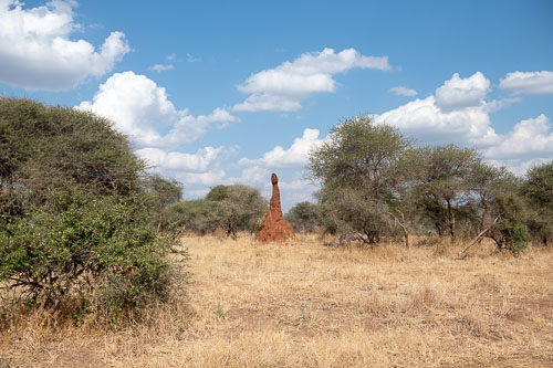 Termites _HMR5576.jpg