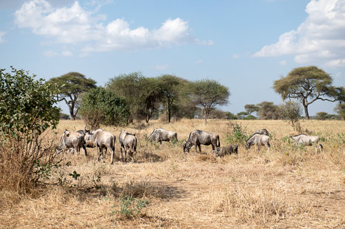 Wildebeest (Streifengnu) _HMR5586-180802-2434.jpg