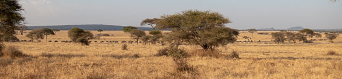 Wildebeest (Streifengnu) _HMR5630.jpg