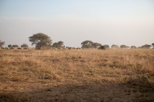 Wildebeest (Streifengnu) _HMR5636.jpg