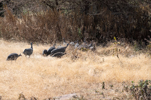 Helmeted Guineafowl (Helmperlhuhn) _HMR5695.jpg