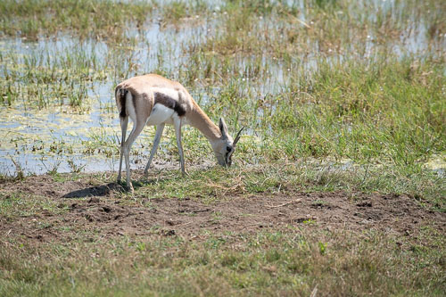 Thomson's Gazelle _HMR5730.jpg