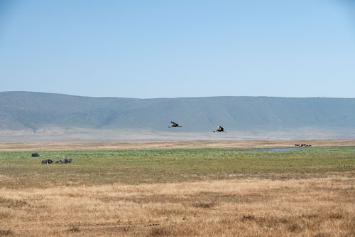 Crowned Crane _HMR5736-180803-2473.jpg