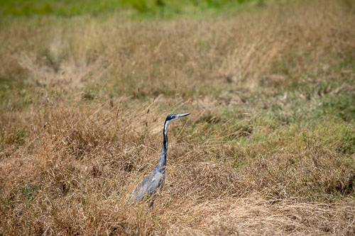 Black-headed Heron _HMR5742.jpg
