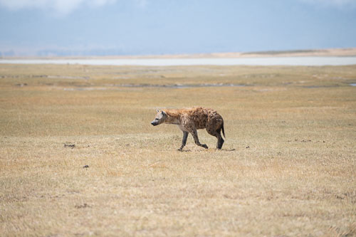 Spotted Hyaene (Tüpfelhyäne) _HMR5769.jpg