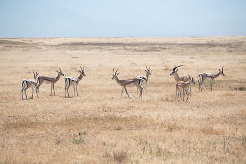 _HMR5775.jpg _HMR5775.jpg