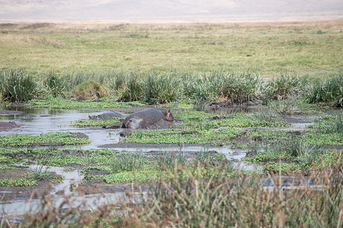 Common Hippopotamus (Flusspferd) _HMR5788.jpg
