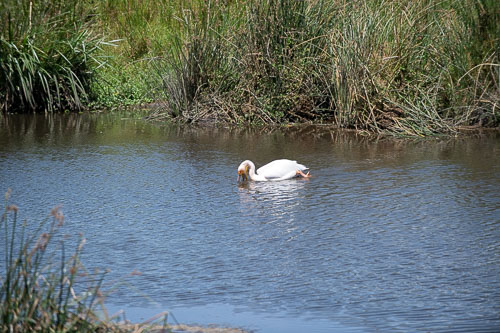 Great White Pelican (Rosapelikan) _HMR5800.jpg