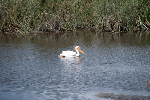 Great White Pelican (Rosapelikan) _HMR5806-180803-2480.jpg