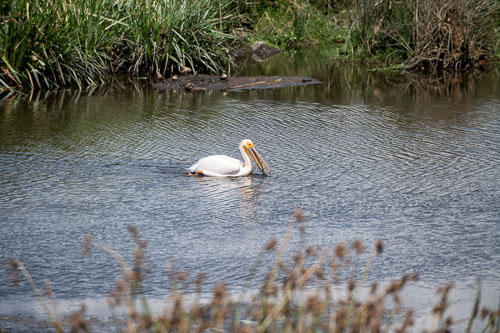 Great White Pelican (Rosapelikan) _HMR5808-180803-2482.jpg