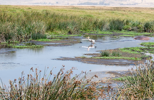 Great White Pelican (Rosapelikan) _HMR5809.jpg