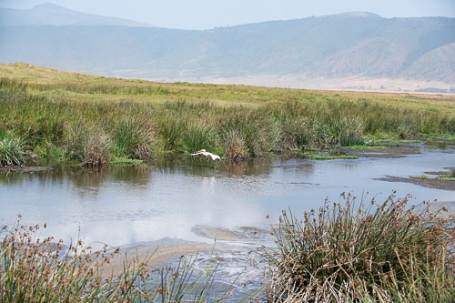 Great White Pelican (Rosapelikan) _HMR5810.jpg