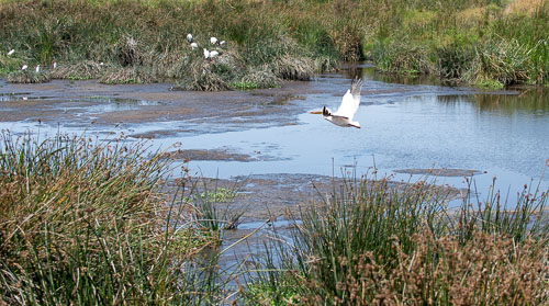 Great White Pelican (Rosapelikan) _HMR5811.jpg