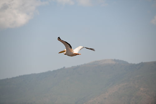 Great White Pelican (Rosapelikan) _HMR5821.jpg