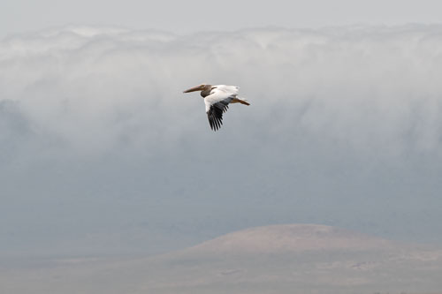 Great White Pelican (Rosapelikan) _HMR5830-180803-2484.jpg