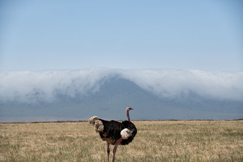 Common Ostriche (male) _HMR5869-180803-2486.jpg