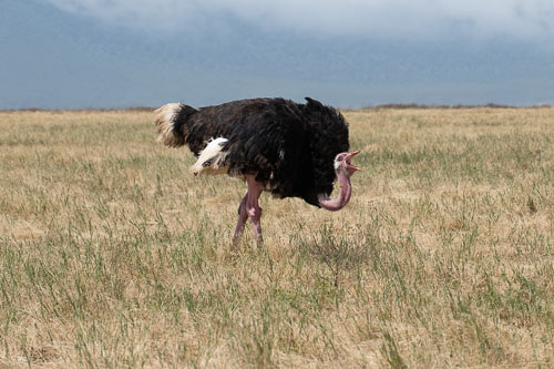 Common Ostriche (male) _HMR5871.jpg