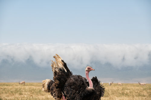 Common Ostriche (male) _HMR5881-180803-2487.jpg