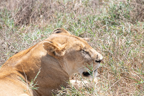 Lion (Löwe) _HMR5910.jpg