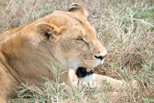 Lion (Löwe) _HMR5917-180803-2491.jpg