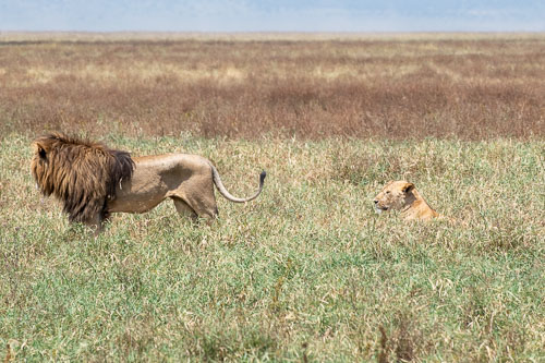 Lion (Löwe) _HMR5927.jpg