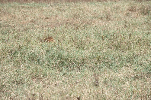 Lion (Löwe) _HMR5929.jpg